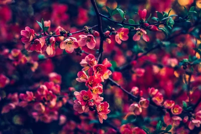 flor, rojo, hoja, vegetación, planta