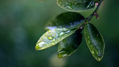 rocío, humedad, agua, gota, árbol