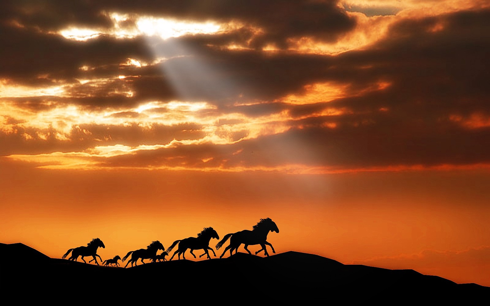 Caballos corriendo al atardecer (atardecer, caballo salvaje, resplandor, nube, caballo árabe)