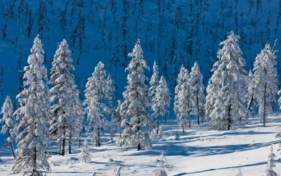 Сосны, покрытые снегом, в замороженном зимнем пейзаже