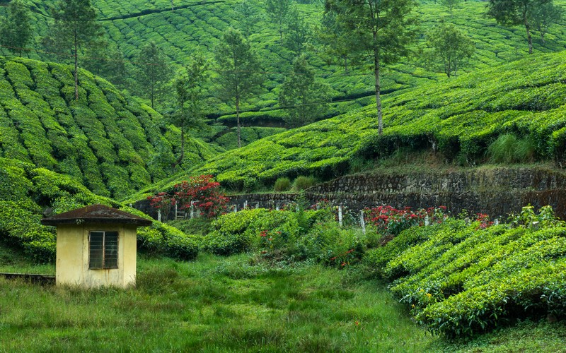 Арафед вид на чайную плантацию в середине долины (tea estate, горный курорт, зелень, western ghats, узор)