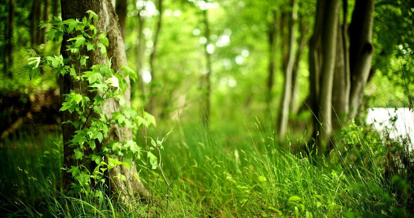 A close up of a tree trunk in a forest with green leaves (forest, green, nature, natural landscape, people in nature)