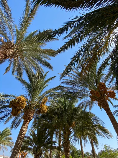 Exuberante palmera datilera bajo un cielo azul claro