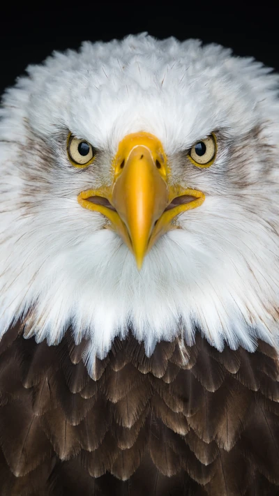 Portrait majestueux d'un aigle à tête blanche : un gros plan d'un oiseau de proie