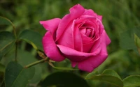 Lebendige pinke Floribunda-Rose in voller Blüte