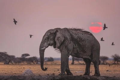 Majestic elephant silhouetted against a vibrant sunset, with birds flying overhead in a serene savanna landscape.