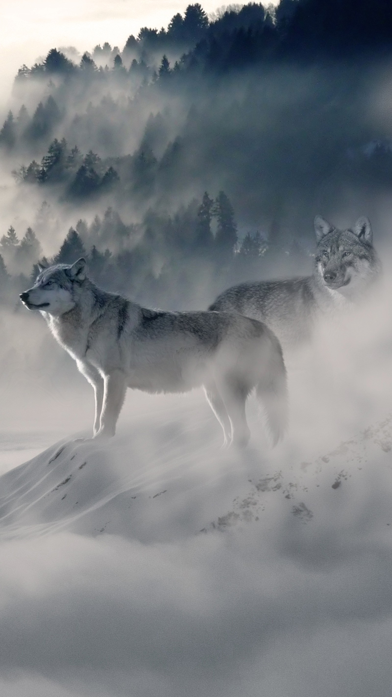 There are two wolfs standing in the snow with trees in the background (fog, forest, wolf)