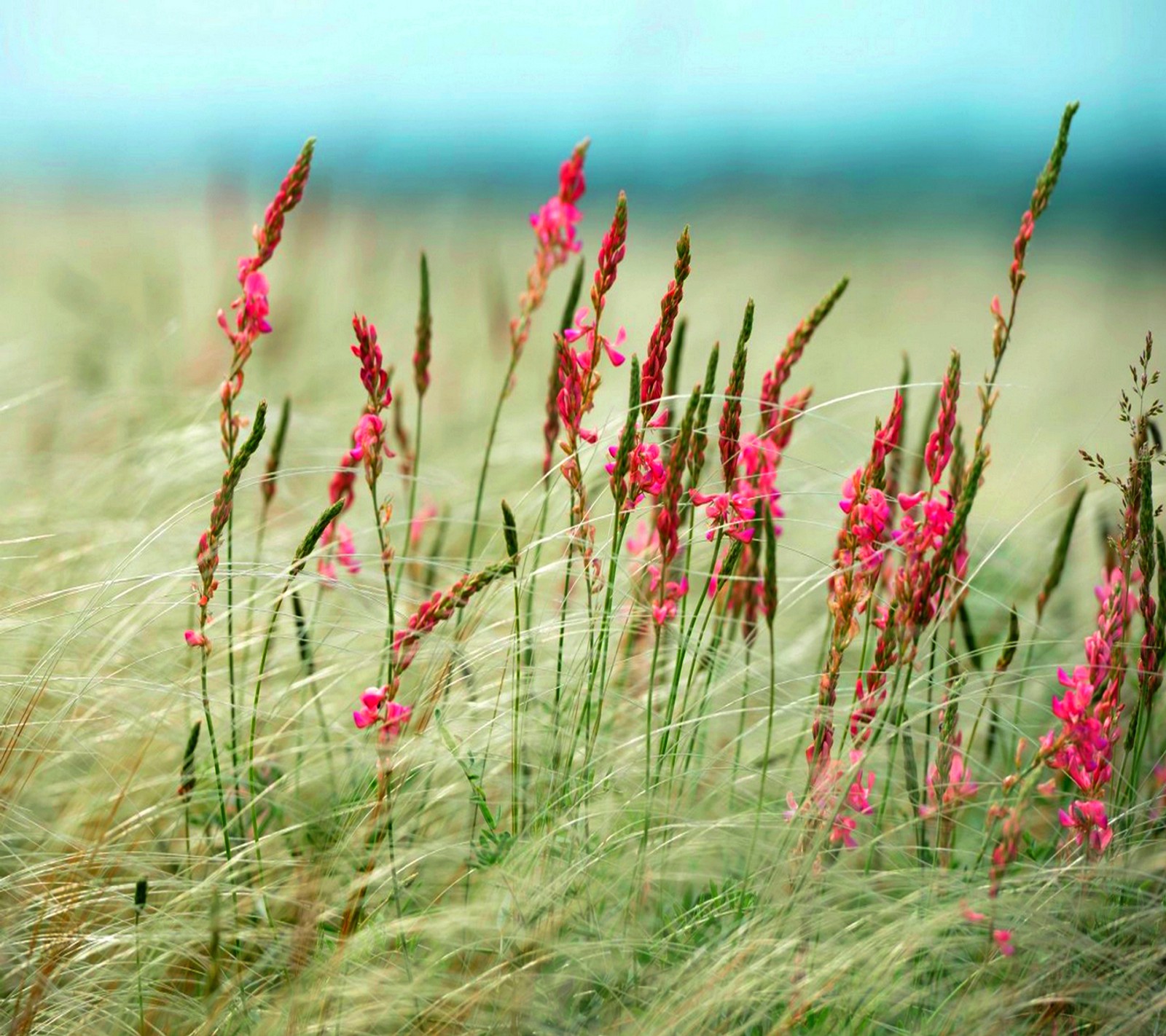 Hay muchas flores rosas creciendo en un campo de pasto alto (hermoso, paisaje)