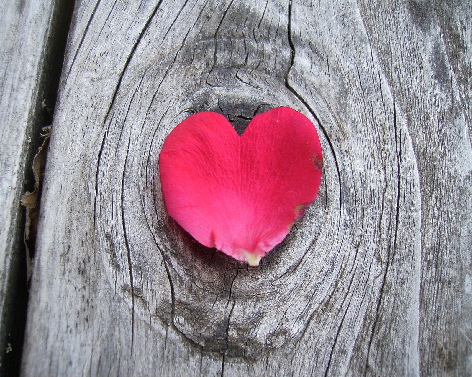 Arafed wooden surface with a heart shaped flower on it (flower, heart, petal, pink, wood)