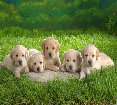 Adoráveis filhotes de labrador brincando juntos na grama.