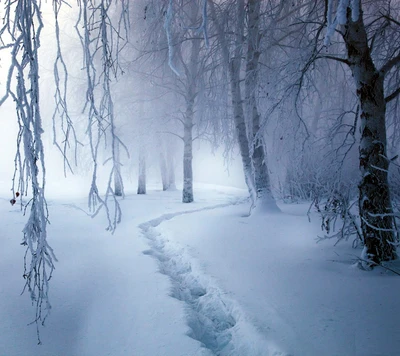 Sendero cubierto de nieve a través del bosque invernal