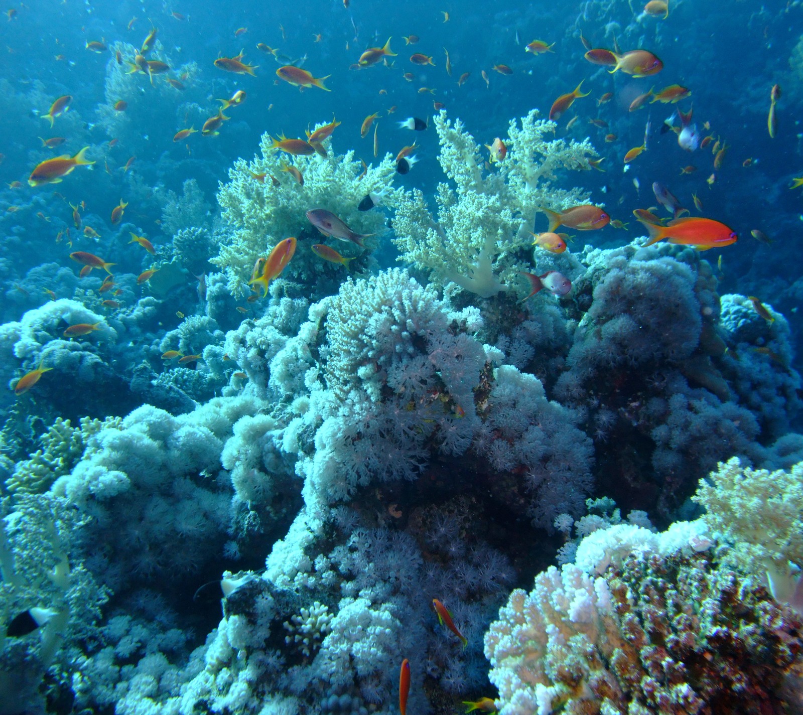 Recife de coral colorido com vários peixes nadando ao redor (mergulho, peixes, natureza, mar vermelho, subaquático)