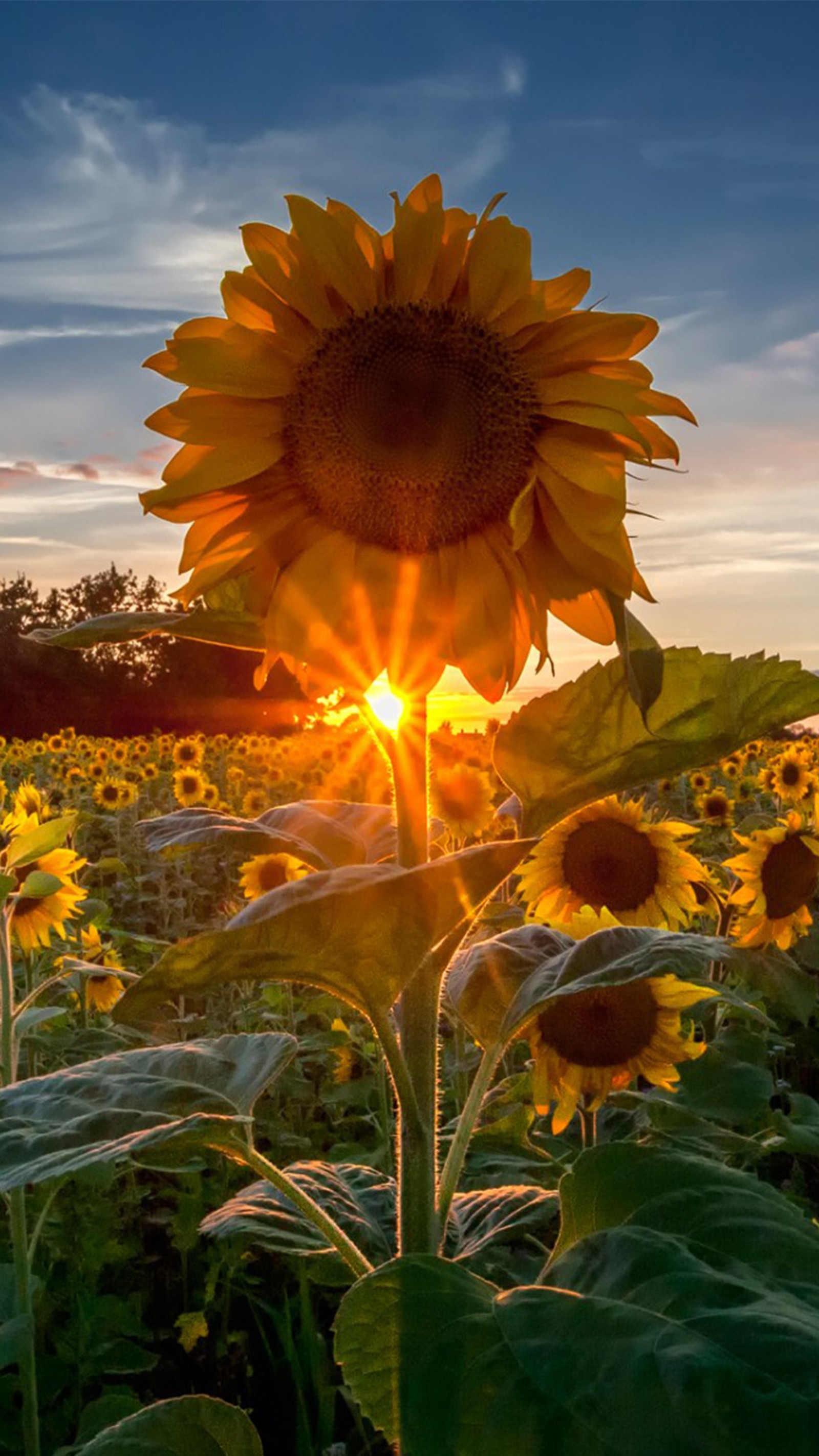 Des tournesols dans un champ avec le soleil se couchant derrière eux (naturel, tournesol, tournesols)