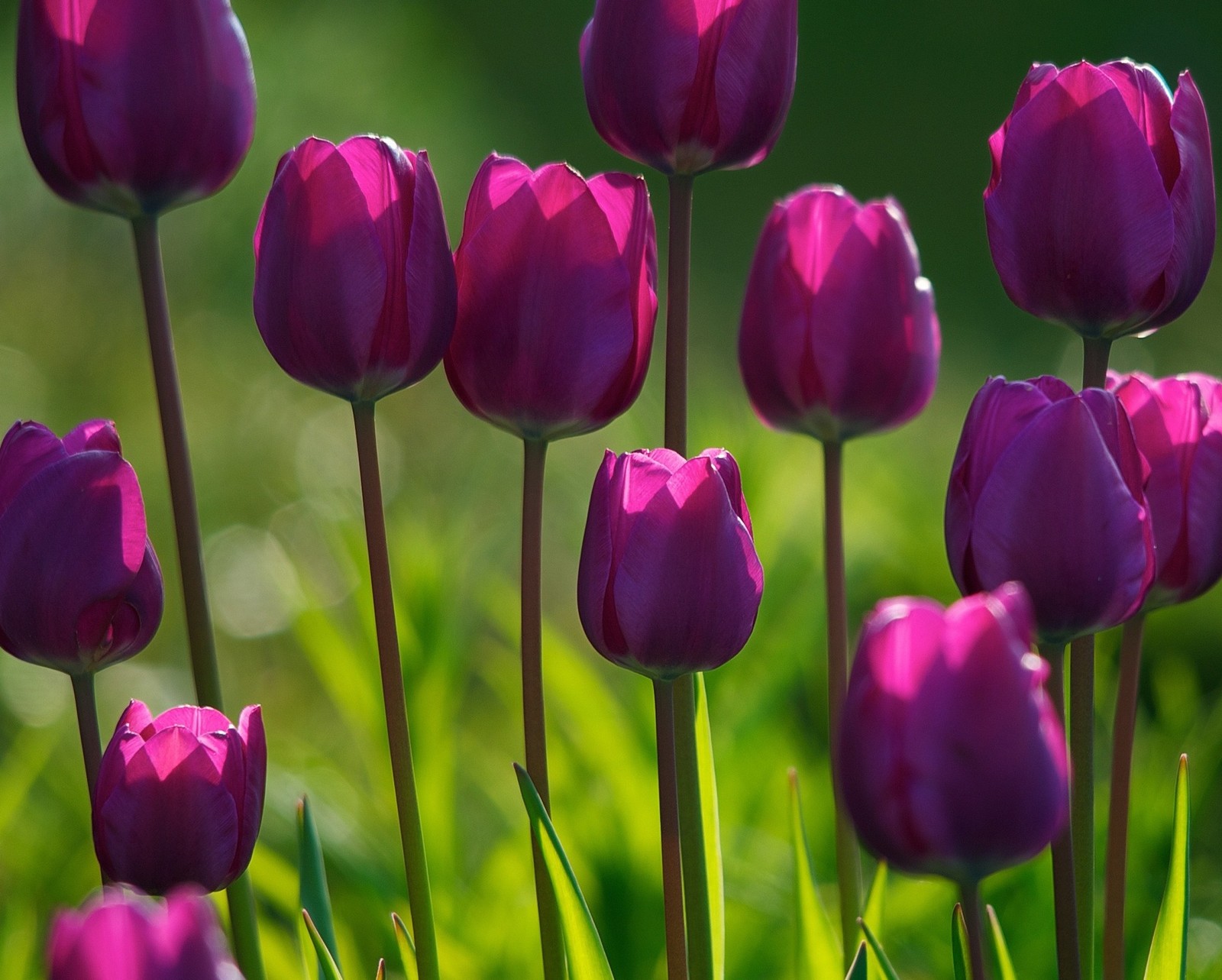 Des tulipes violettes dans un champ d'herbe verte avec un fond flou (champ, fleur, nature, tulipe)