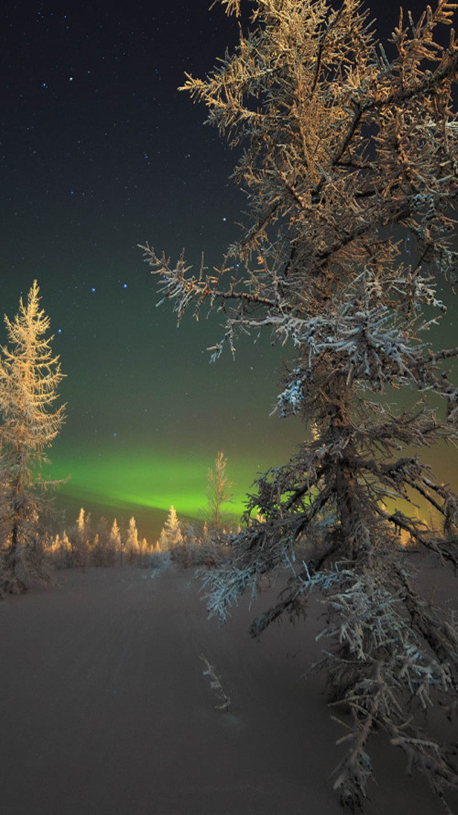 Arbres enneigés avec des lumières vertes dans le ciel et une aurore verte (paysage, hiver)