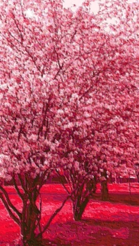 Lebendige pinke Blüten in Blüte