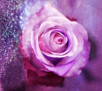 Elegant Purple Rose with Soft Background