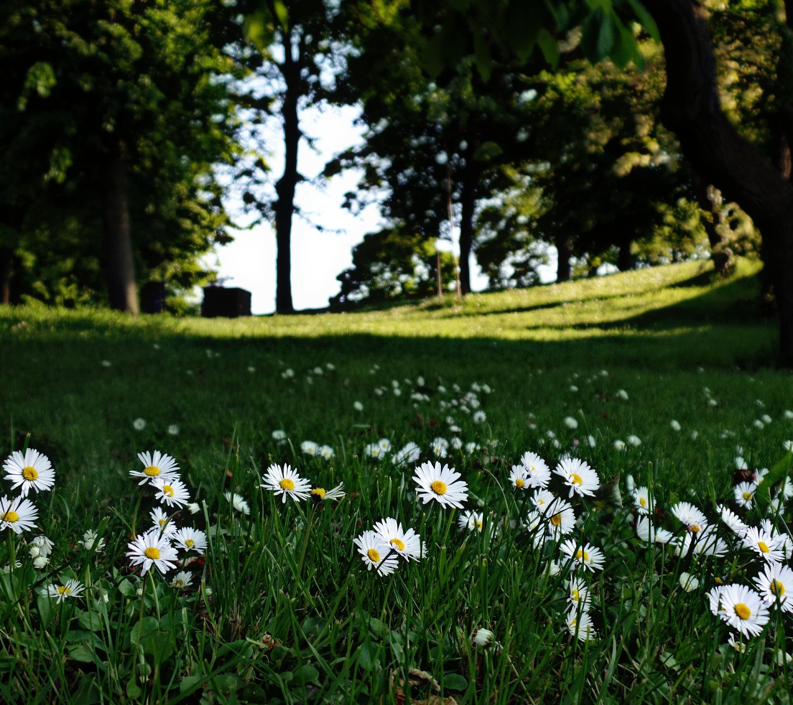 Hay muchas flores blancas en la hierba del parque (flor, flores)