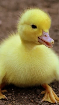 Adorable patito amarillo