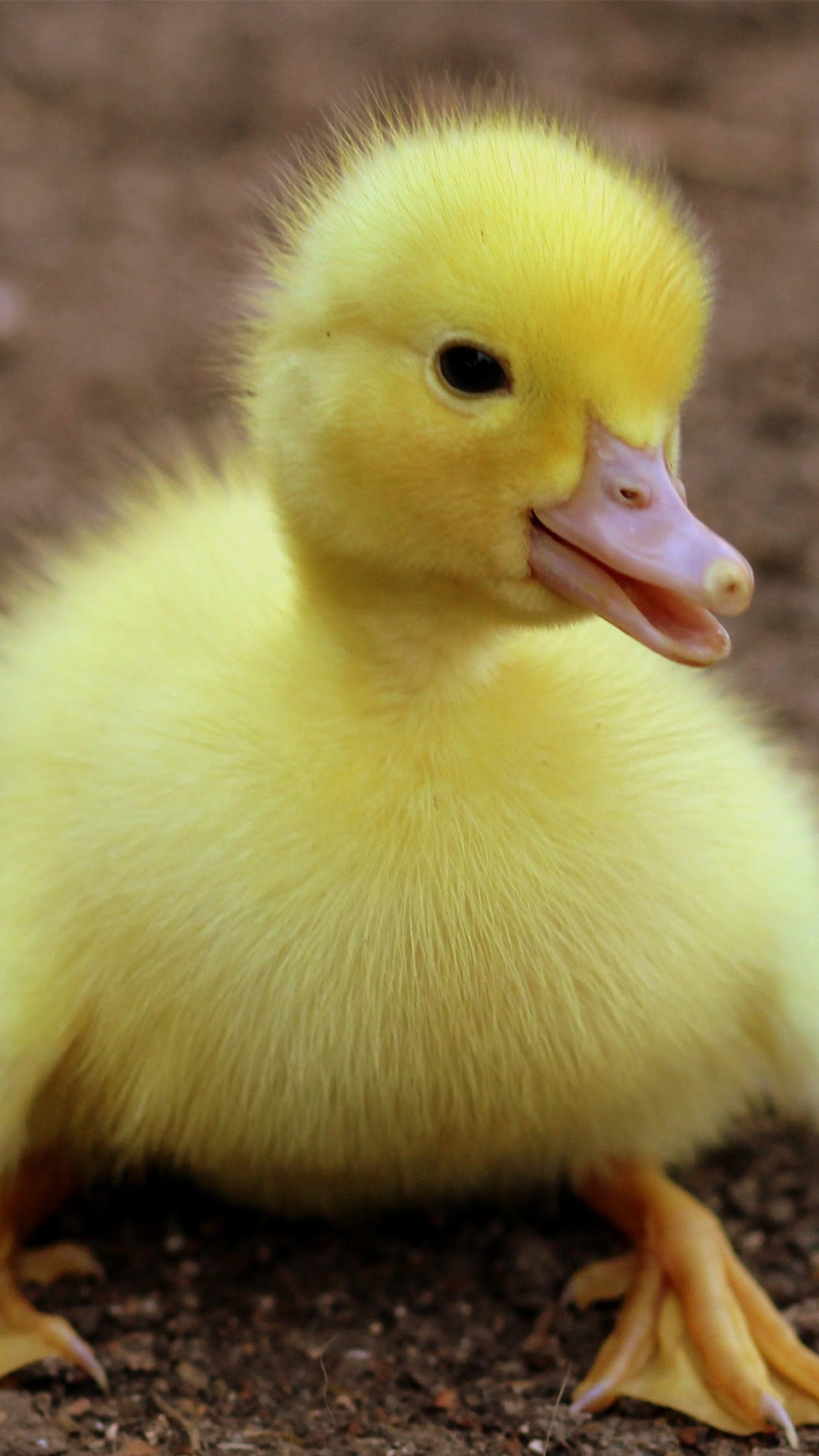 Un pato amarillo sentado en el suelo (lindo, pato, little duck, amarillo)