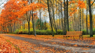 Serenher Herbstparkbank inmitten lebendiger Herbstlaub