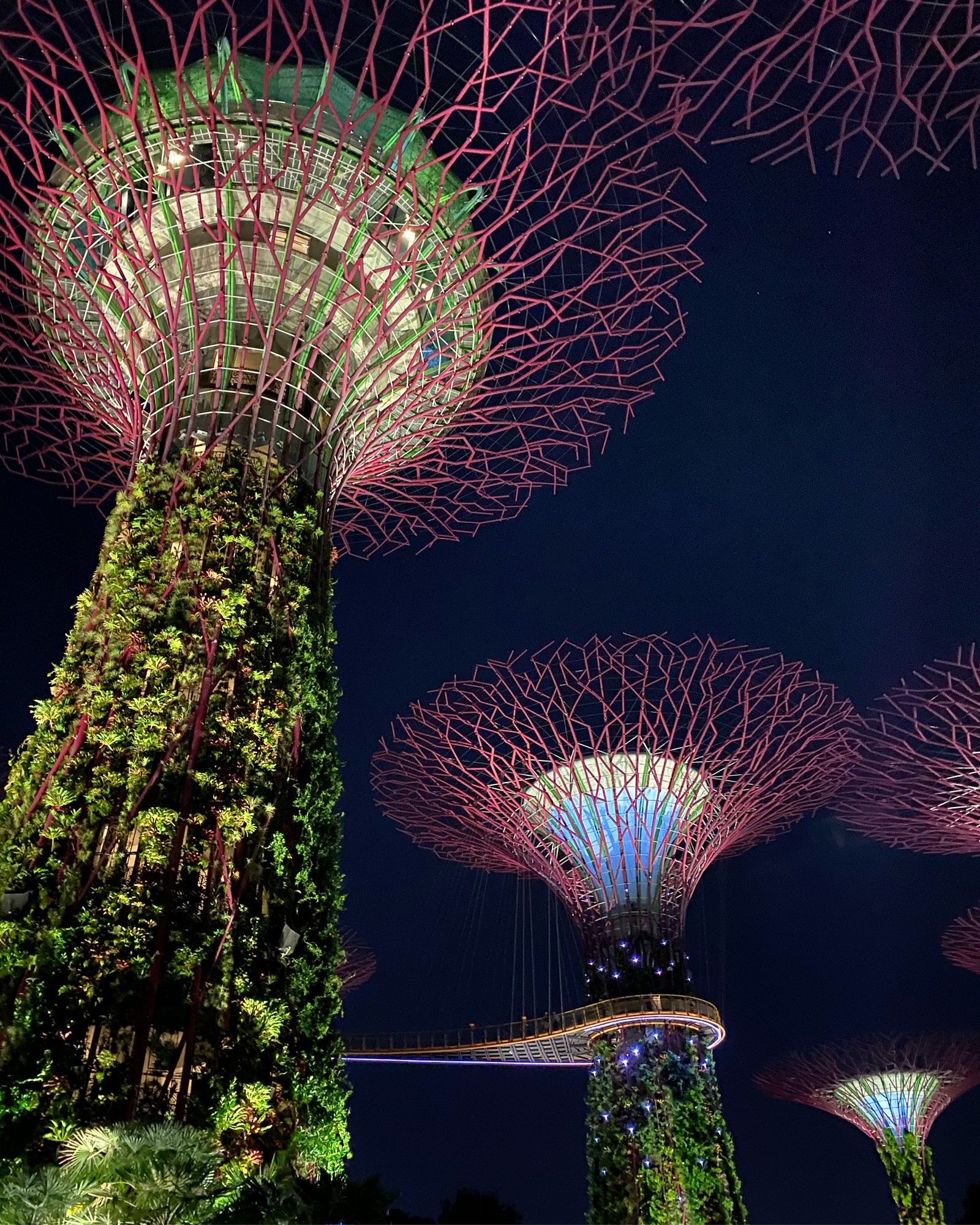 Vista de un grupo de árboles en un parque de noche (singapur, naturaleza, tierra, atracción turística, hito)