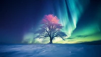 norther, lights, tree, night, sky wallpaper