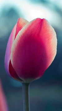 Close-up de uma tulipa rosa contra um fundo suave e desfocado.