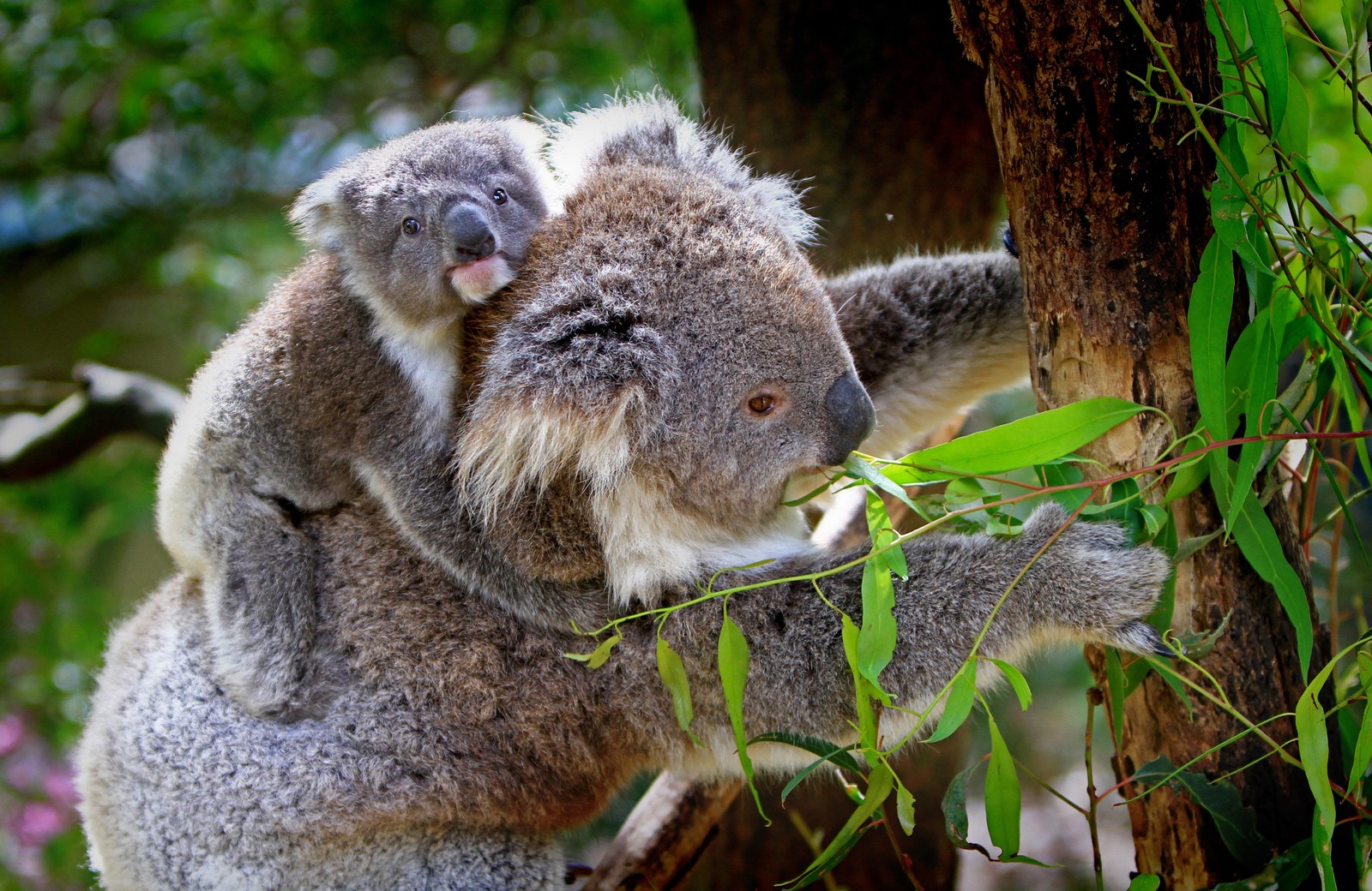 Ein koala, der sich an einem ast festhält (koala, niedlichkeit, landsäugetier, beuteltier, wildleben)