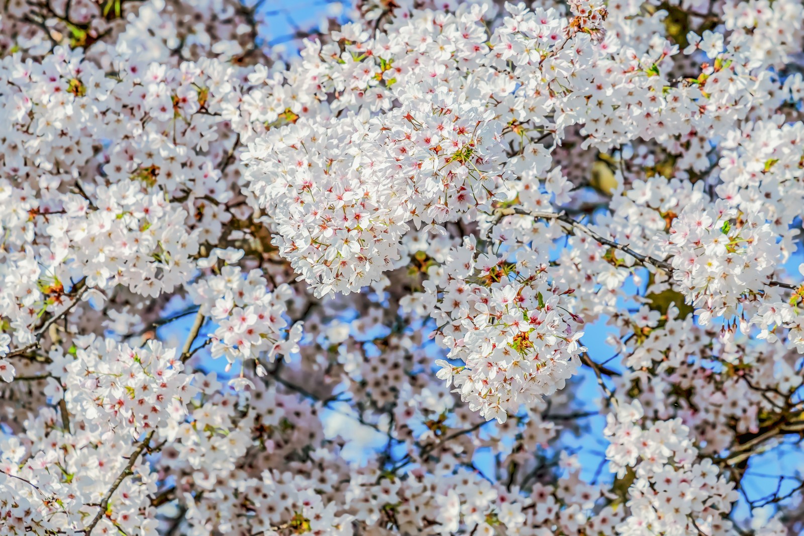 A close up of a tree with white flowers and a blue sky (blossom, cherry blossom, flower, plants, plant)