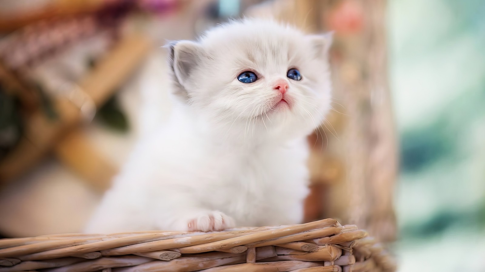 Il y a un chaton blanc assis dans un panier avec des yeux bleus (mignon, blanc, chat, animaux, animal)