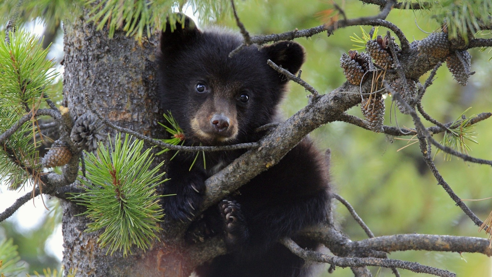 Il y a un ourson noir assis dans un arbre (ours noir américain, animal terrestre, ours, faune, arbre)