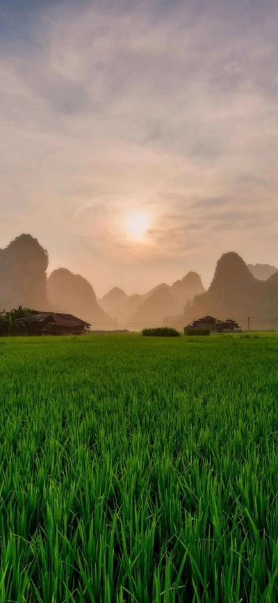 Sonnenuntergang über üppigen Reisfeldern inmitten einer bergigen Landschaft