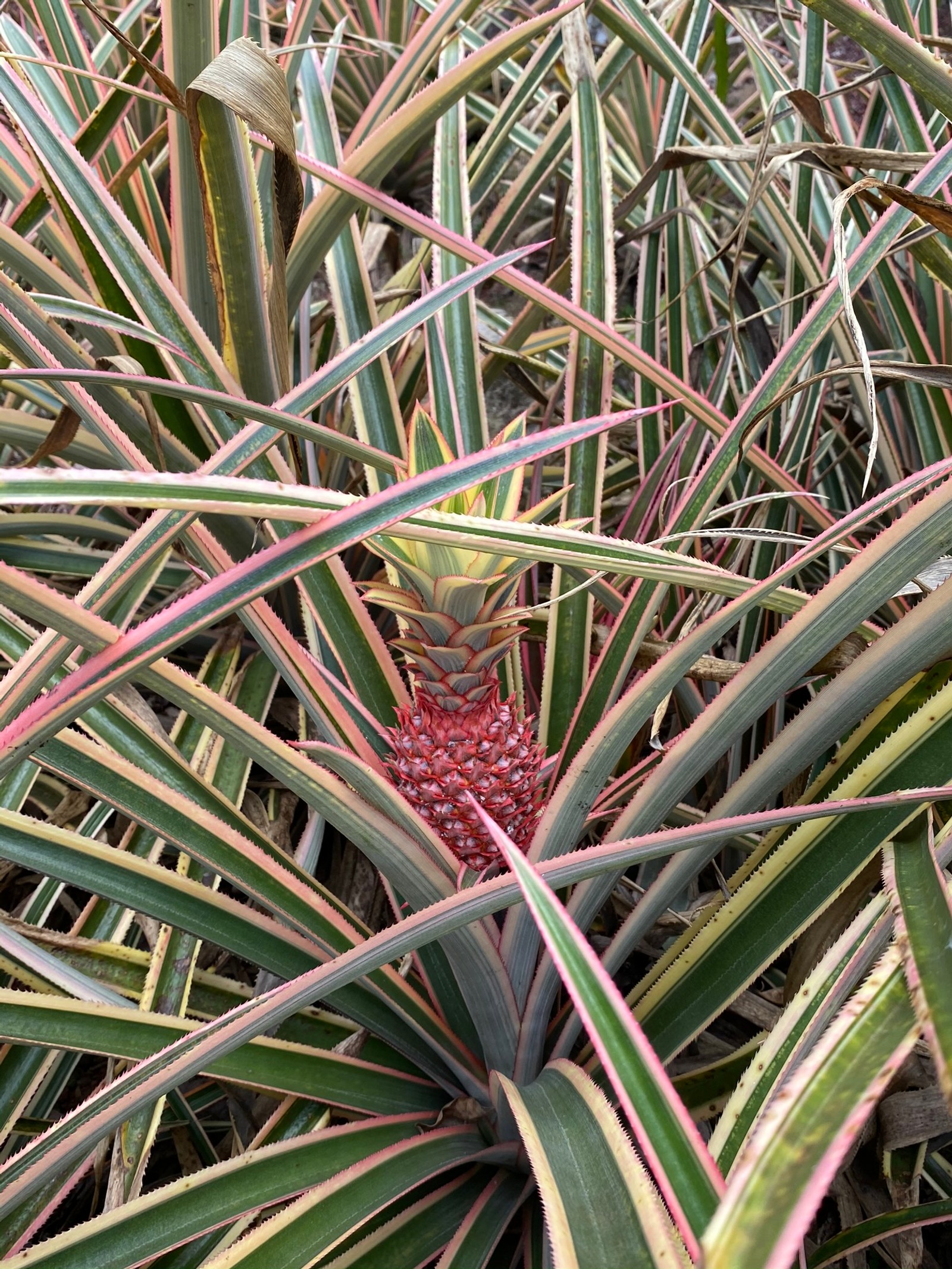 Il y a un ananas qui pousse dans un patch d'herbe verte (flore, tige de plante, feuille, communauté végétale, herbes)