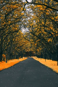 naranja, árbol, hoja, amarillo, otoño