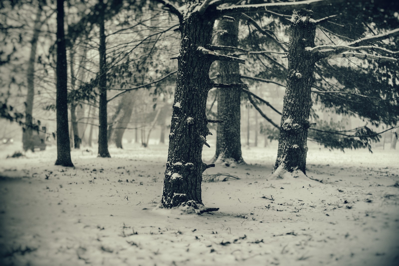 There is a black and white photo of a snowy forest (snow, winter, tree, nature, forest)