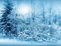 Winter Wonderland: Frost-Covered Trees in a Snowy Landscape