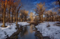 Nature sauvage d'hiver : Rivière réfléchissante au milieu des arbres couverts de neige