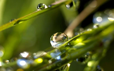 Fotografia macro de gotas de orvalho em folhas verdes vibrantes