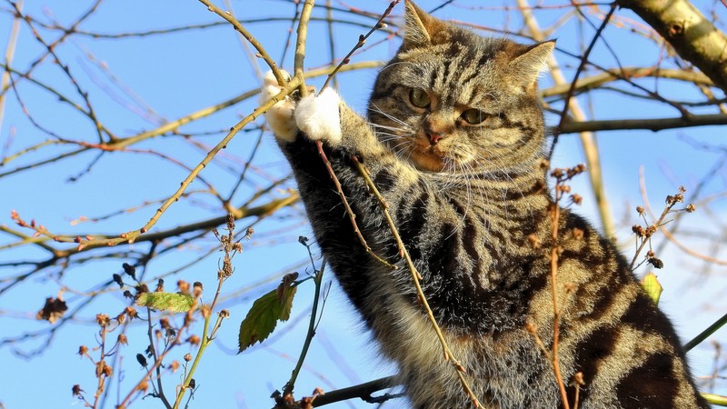 Кот-гигант, забирающийся на ветку дерева, чтобы достать листья (кот, шотландская вислоухая, scottish fold, ветвь, дерево)