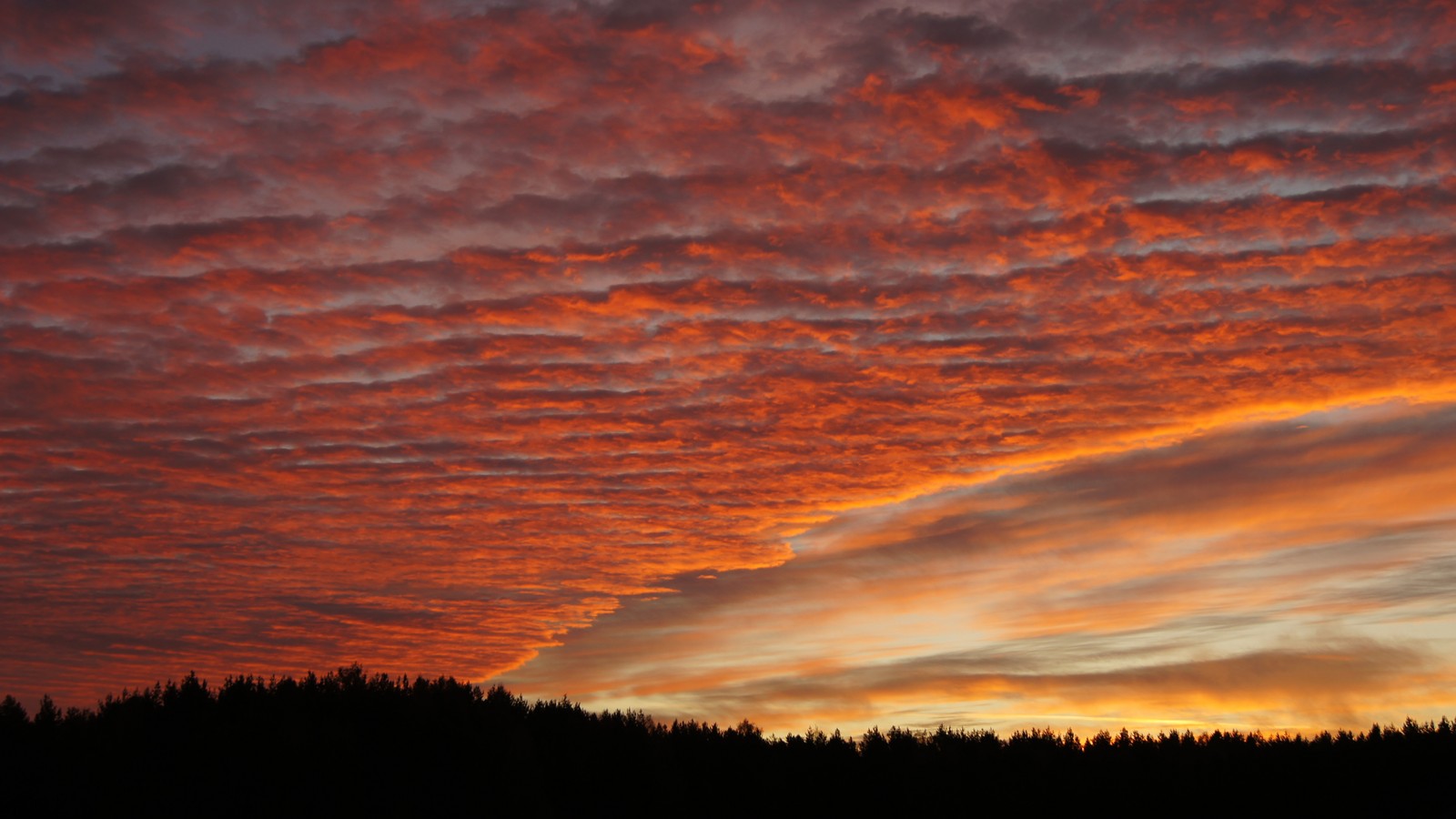 Ciel arabe avec une rangée d'arbres au premier plan (nuage, coucher de soleil, crépuscule, lever de soleil, beau)