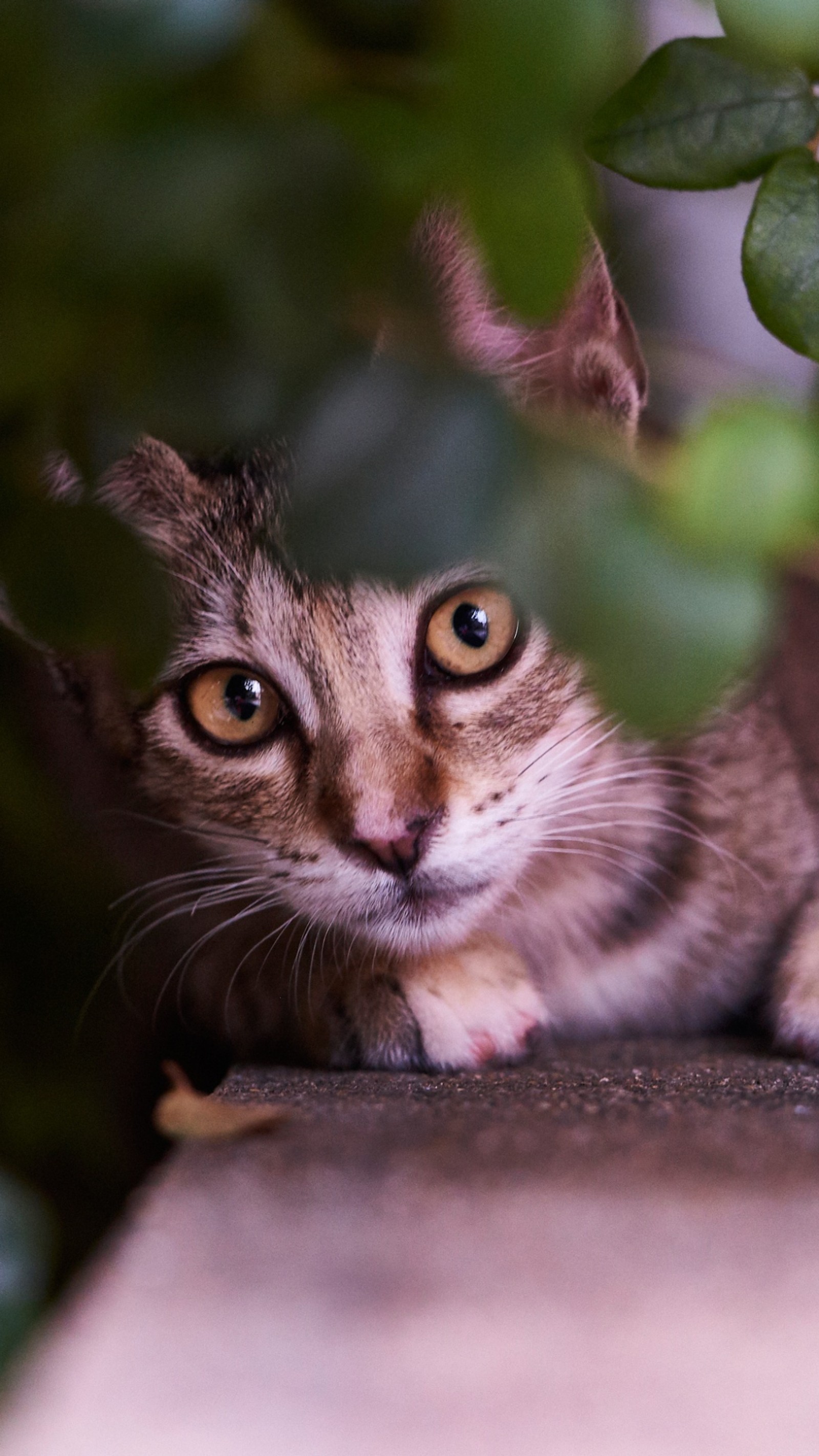 Кошка лежит на земле (усы, малайская кошка, котёнок, рыло, полосатый кот)