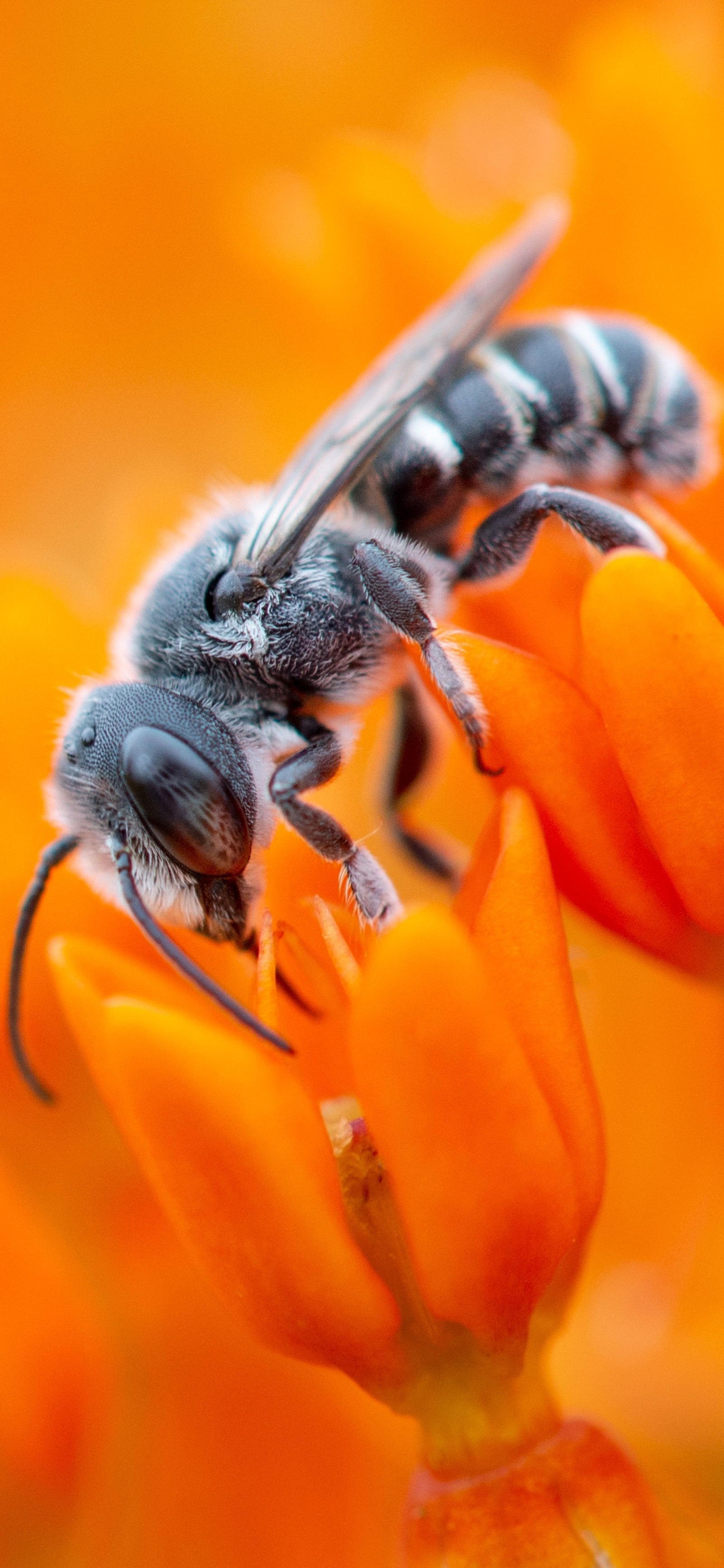 Lade äpfel, blume, bestäuber, insekt, arthropode Hintergrund herunter