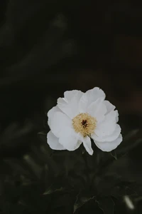 Flor de peonía blanca con centro dorado contra fondo oscuro