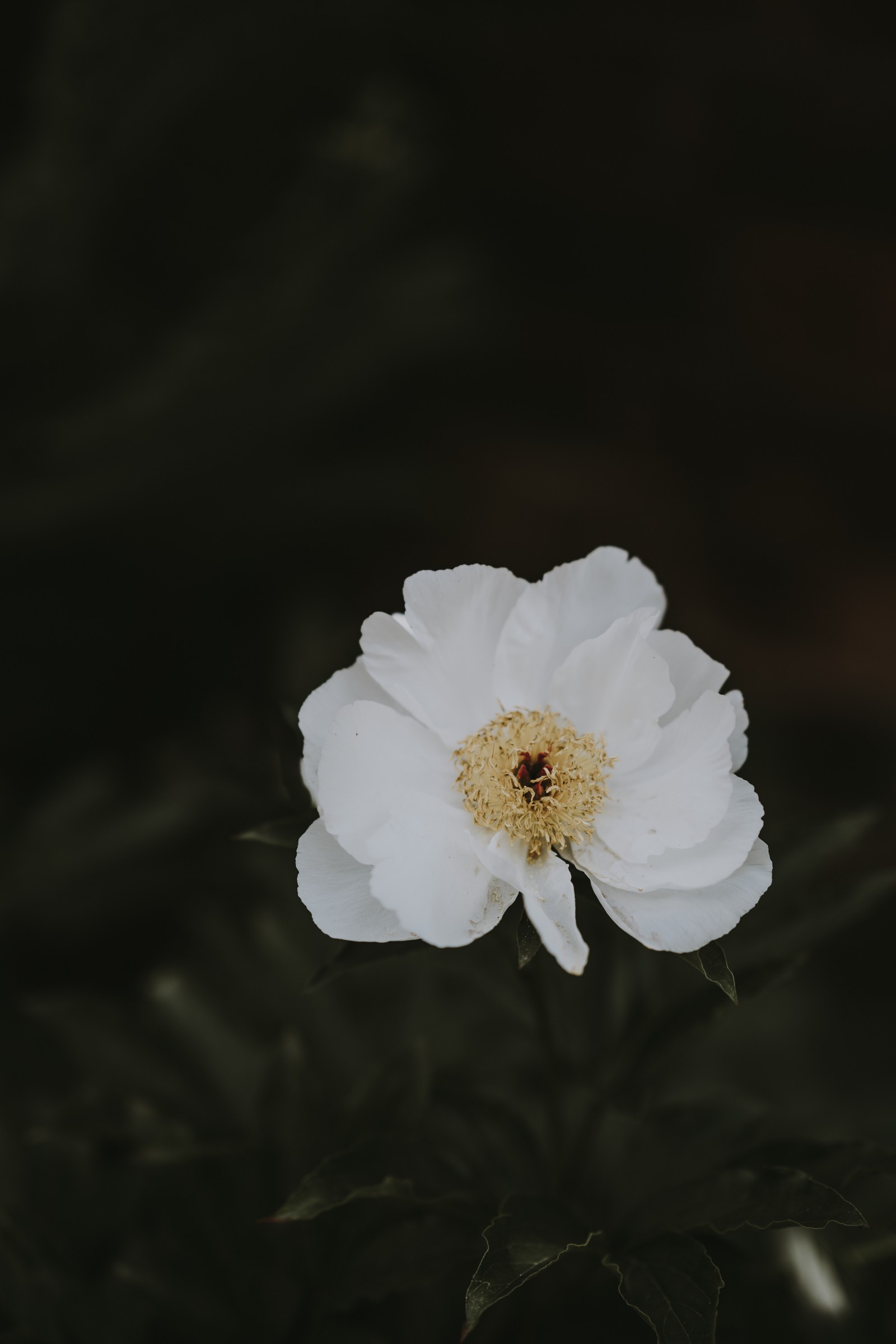 Eine weiße blume mit gelbem zentrum im dunkeln (blume, pfingstrosen, weiß, blütenblatt, pflanze)