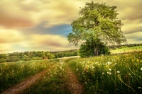 Sonniger Wiesenweg unter einem ausladenden Baum