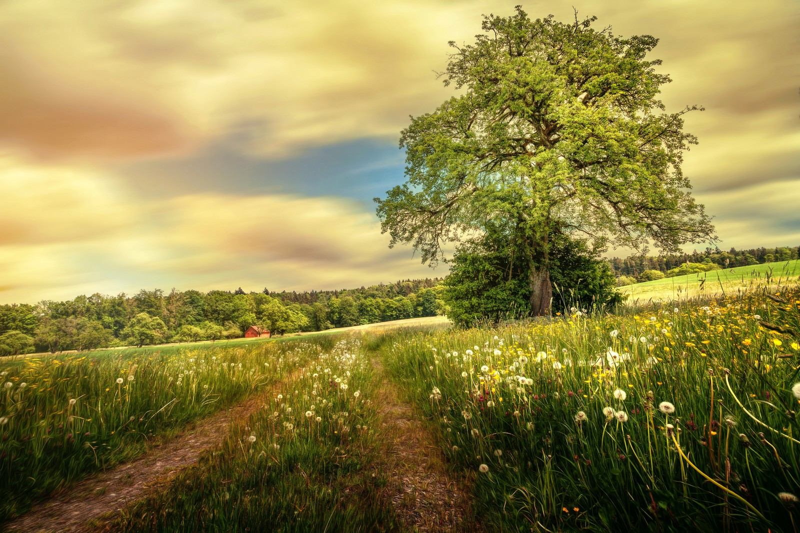 Un primer plano de un árbol en un campo con un camino de tierra (naturaleza, árbol, campo, pradera, luz solar)