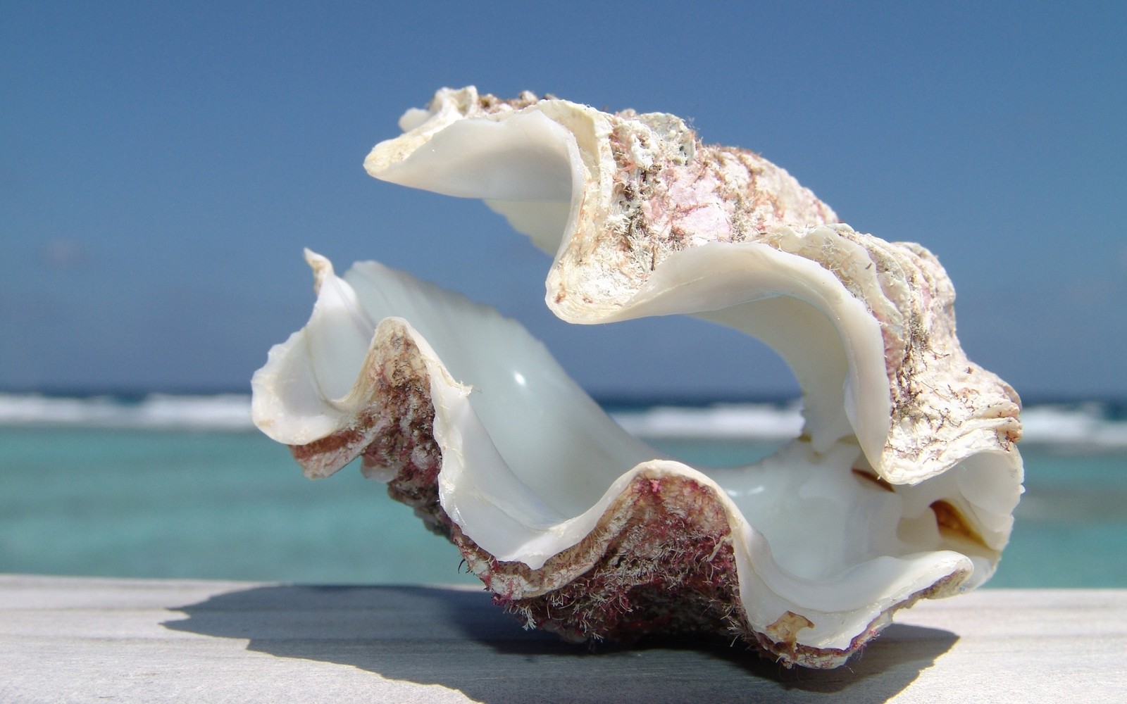 seashell, jaw, sea, shell beach, beach wallpaper