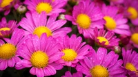 Des marguerites roses vives avec des centres jaunes brillants, ornées de gouttes d'eau, créent un affichage floral joyeux.