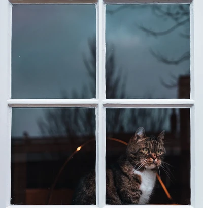 Polydaktyler Norwegischer Waldkatze, die die Welt durch ein Fenster beobachtet